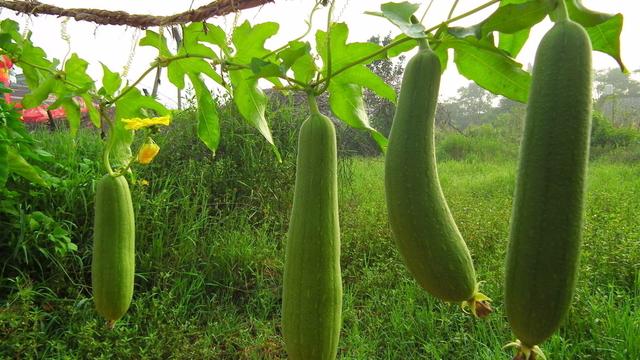 丝瓜视频最新版，探索前沿视频世界的独特魅力