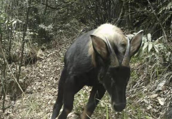 今晚四不像特马图稳中求胜,数据驱动策略_RKL68.839媒体版