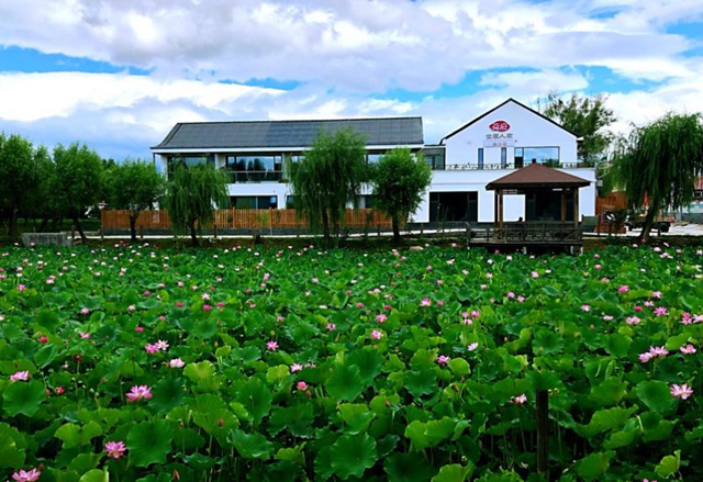 肥东盛开最新情况，一场自然美景的探索之旅