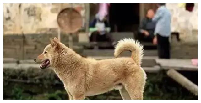 揭阳土狗最新买卖