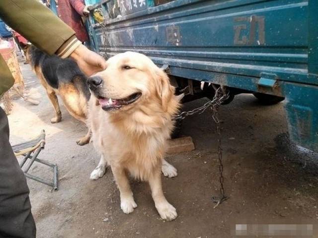 揭阳土狗最新买卖