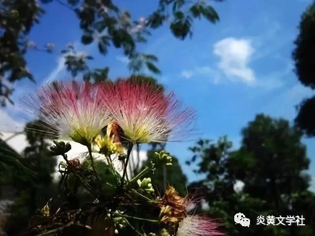 一棵合欢树的故事，18公分的友情与家的温暖