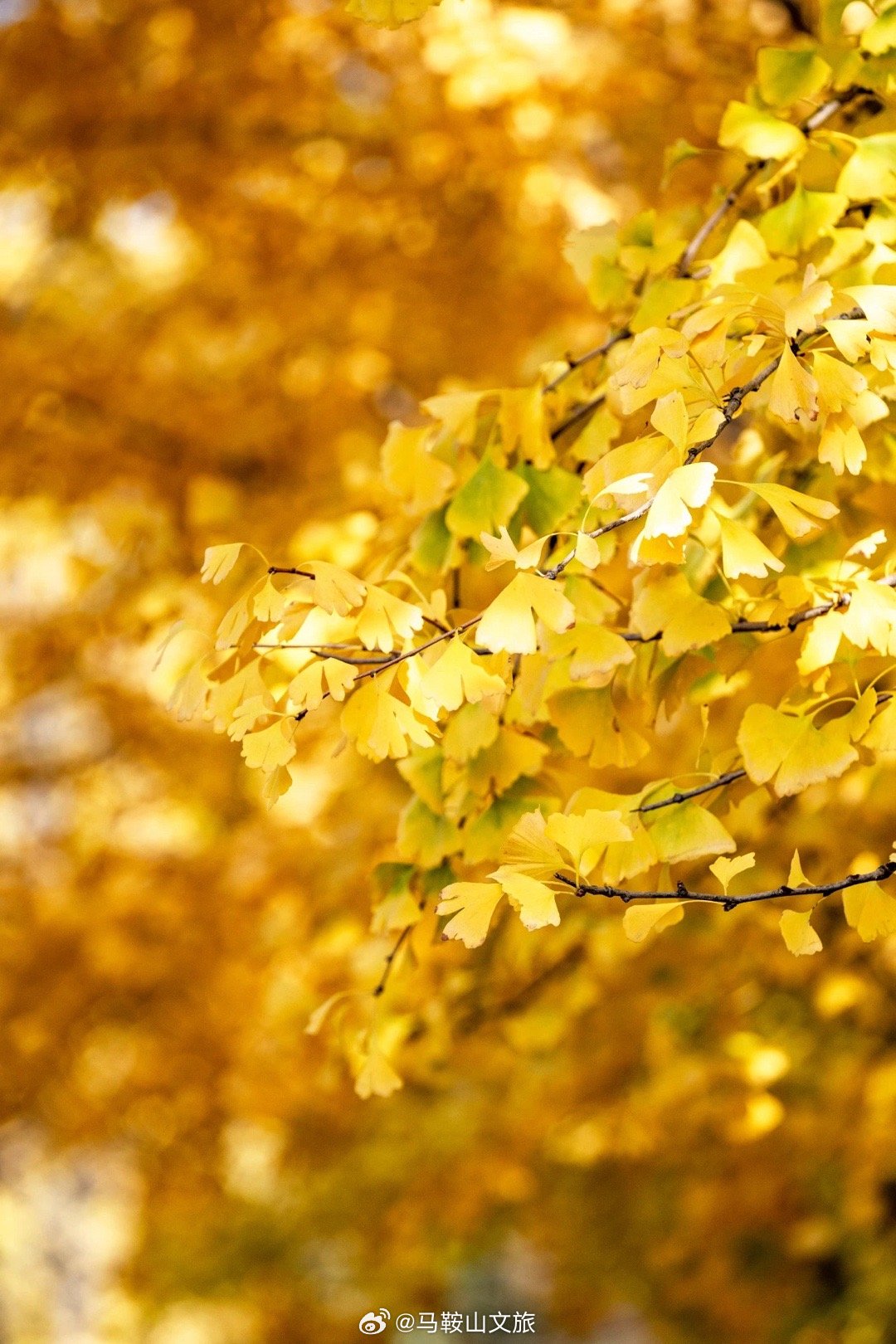 最新黄资料，阳光下的金黄时光