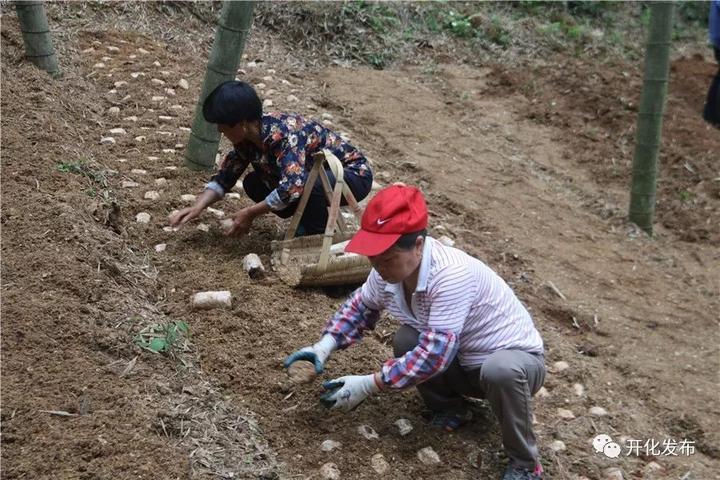 毛竹苗价格表，全面解析毛竹苗市场与价格走势