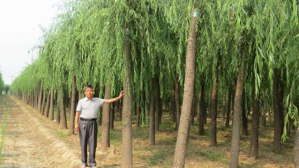 柳树新纪元，揭秘15公分柳树价格的科技魔力