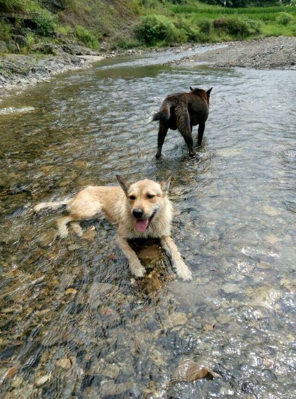 最新土狗斗，一步步教你如何完成这项任务与技能学习