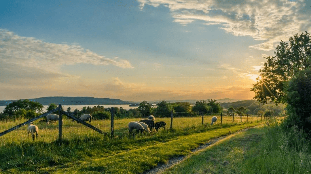 最新青桔，一场自然美景的探索之旅