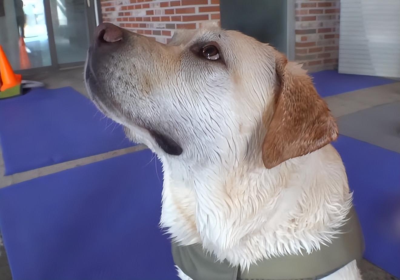 病情统计最新，小明的奇妙健康之旅