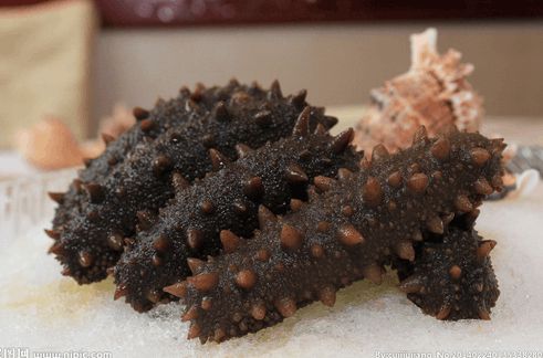 最新海参，海洋的馈赠与时代地位