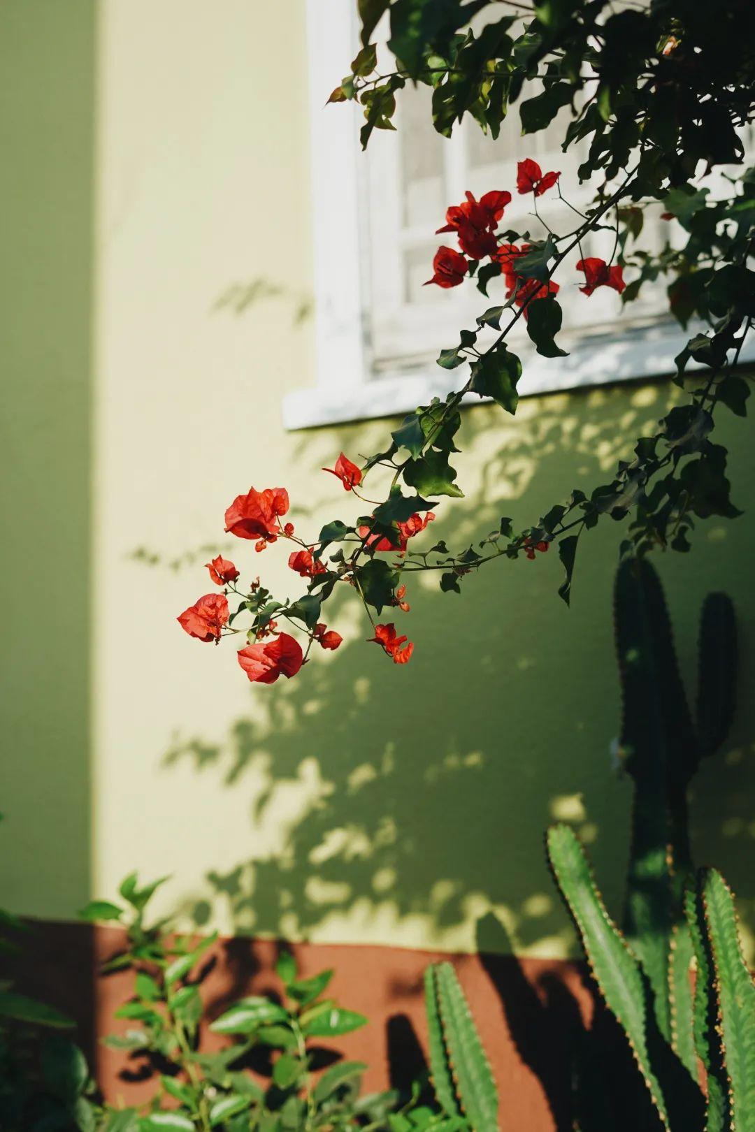 最新音乐相册，与自然美景的邂逅，寻找内心的平和之旅