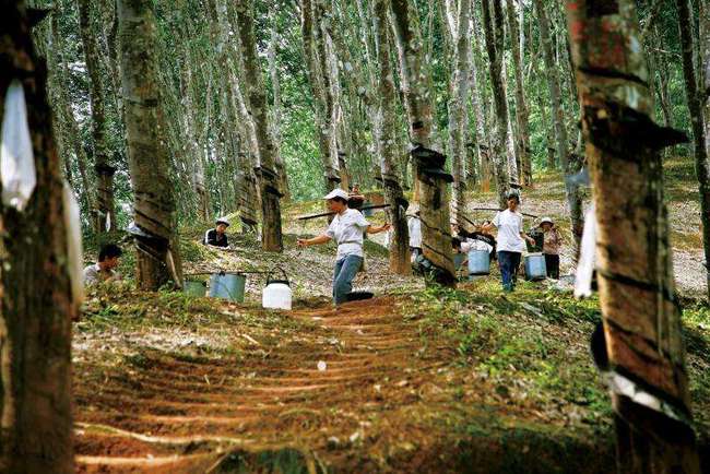 油锯最新价格，一场自然美景的探险之旅