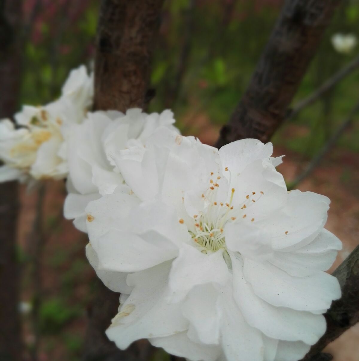 白桃花最新，小巷深处的独特风味